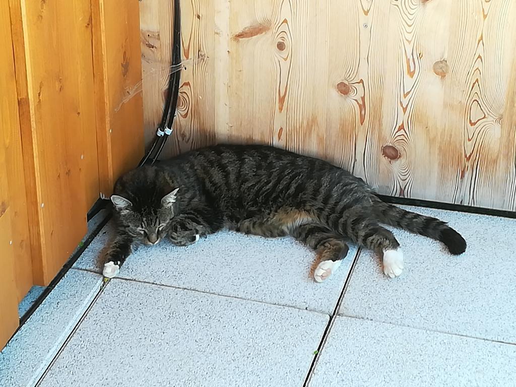 Bauernhof Bauernhof Unterbichl *
